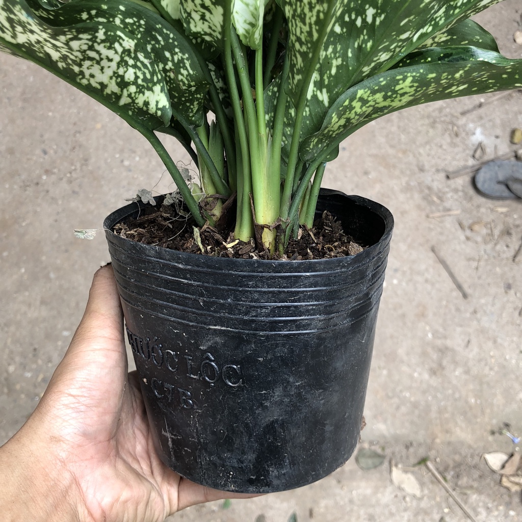 Cây ngọc ngân phong thủy, Cao 20cm - Trang trí nội thất, phòng ngủ, ban công