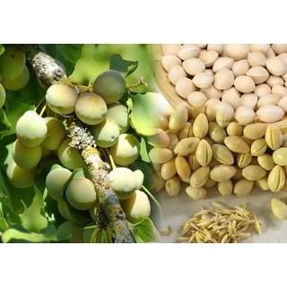 500g Bạch Quả Tươi Còn Vỏ [ship hoả tốc HCM]