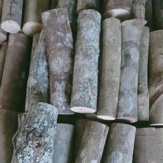 Cành củi khô, đường kính 5-8cm dùng decor trang trí