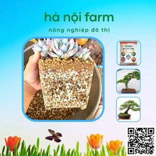 Đất núi lửa AKADAMA Nhật bản - 1kg
