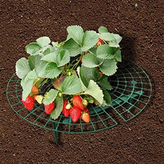 Khay đỡ dâu tây, rau diếp