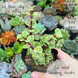 Sen đá dola trắng, dola cẩm thạch size bé 4-6cm - ZUMEO tiệm cây ưa nắng
