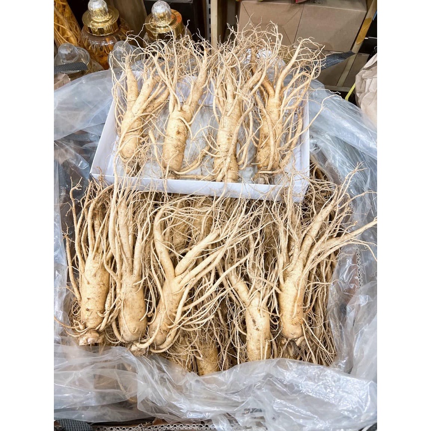 SÂM CỦ TƯƠI CHUẨN HÀN QUỐC_LOẠI 6 CỦ/1KG,NHÀ E CÓ NHIỀU LOẠI sâm 3,4,5,6,7,8,9,10 CỦ 1KG,SÂM CỦ 6 NĂM TUỔI HÀNG BAY-