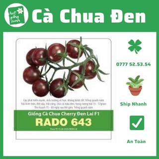 Hạt giống cà chua cherry đen lai F1