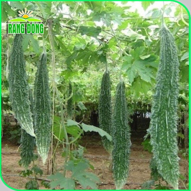 Hạt giống Mướp ngọt - Mướp đắng (khổ qua) trồng quanh năm, Hạt giống rau củ quả trồng chậu - Hạt giống Rạng Đông