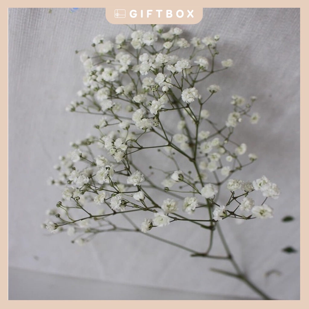 Hoa khô trang trí nhánh hoa baby khô dùng trang trí thiệp sinh nhật thiệp chúc mừng quà tặng handmade