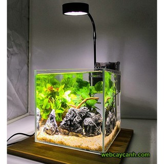 Bộ đèn led đế gỗ dành cho terrarim, cây cảnh, bonsai, bể cá