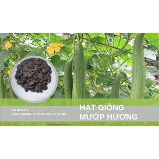 Hạt giống mướp hương 10 hạt - 2 hạt