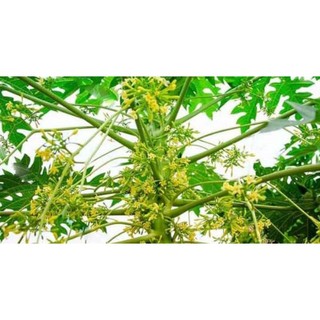 Hoa đu đủ đực tươi miền Bắc