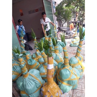 Dừa xiêm đỏ lùn 29k/1 cây