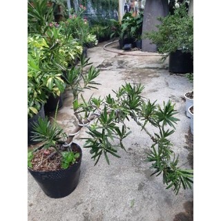 Tùng La Hán mini bonsai để bàn