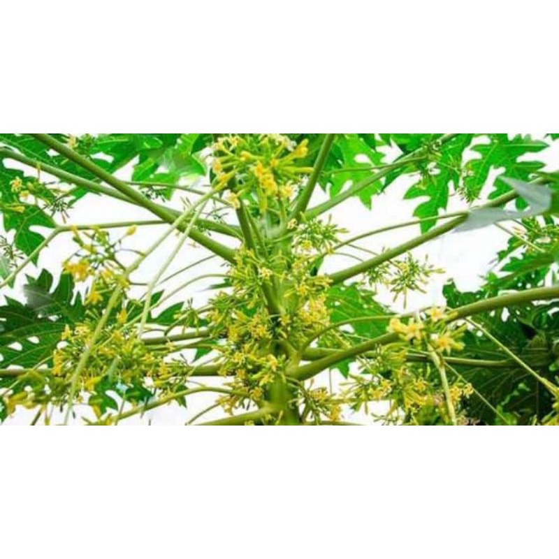 500g hoa đu đủ đực tươi Lạng Sơn