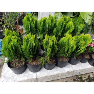 Trắc Bách Diệp (Cây thuộc bài)