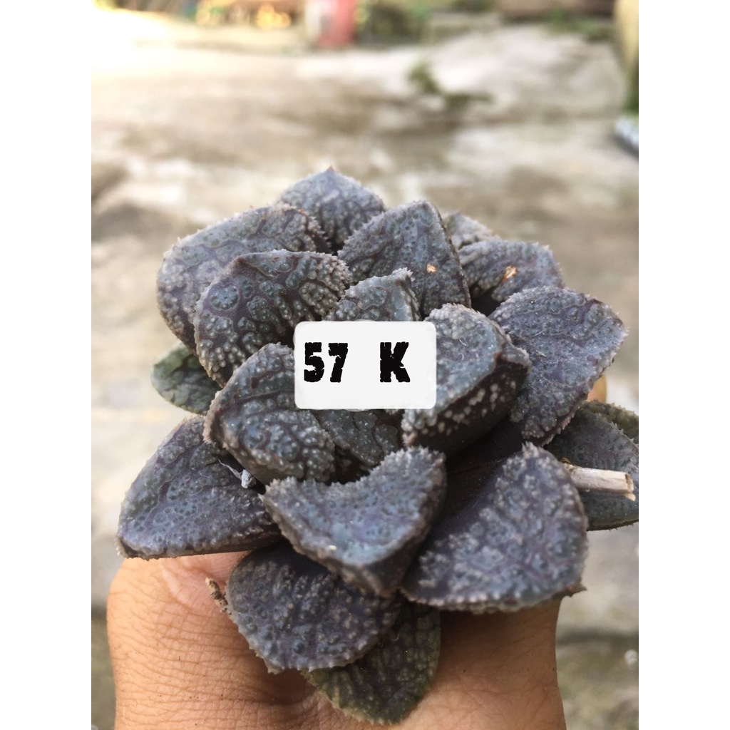 Haworthia Mordor