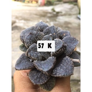 Haworthia Mordor