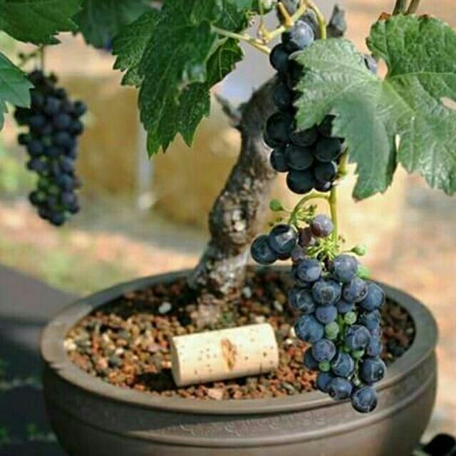 Hạt Giống Nho Lùn Trồng Chậu