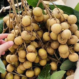 Nhãn thái cơm vàng vị ngọt 1kg [HCM]