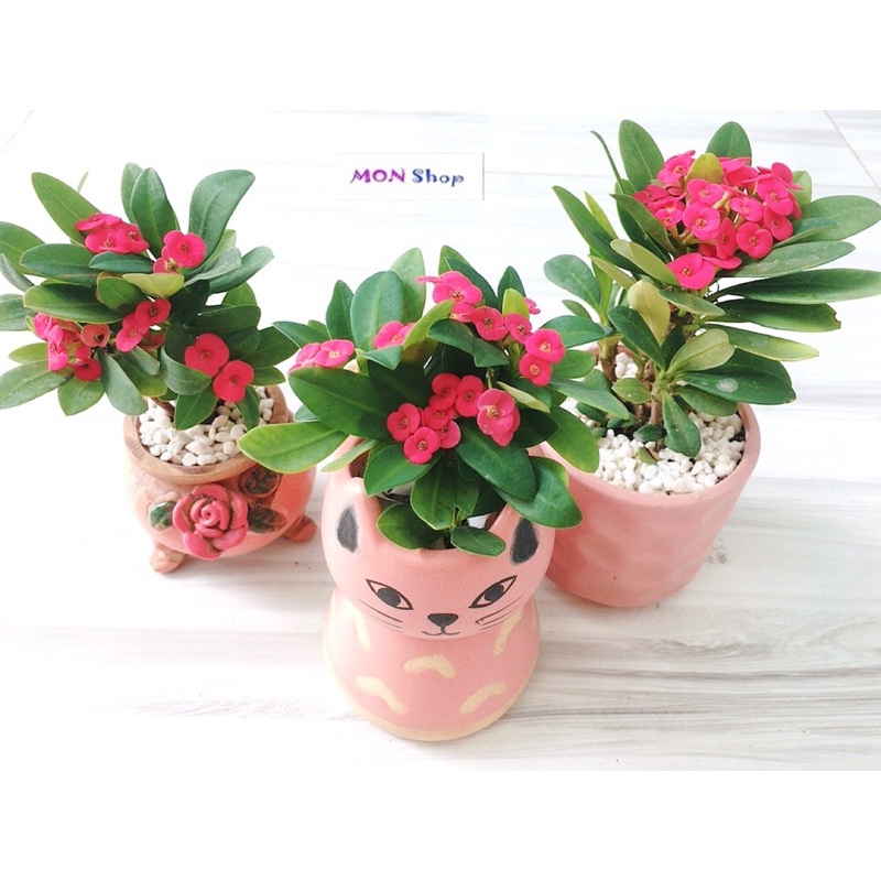 Xương rồng bát tiên mini bụi nhỏ nhiều nhánh đang hoa, cây dễ chăm siêng ra bông