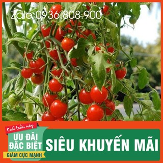 Hạt giống cà chua bi siêu quả ( 30 hạt)