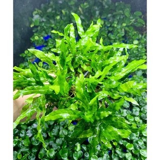 Dương xỉ mỹ nhân Thuỷ Mộc - Cây thuỷ sinh