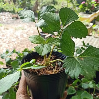 Cây giống Dâu Tây ( bầu ổn định )