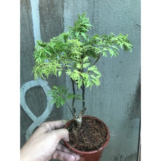 Cây đinh lăng giống đã thuần chậu