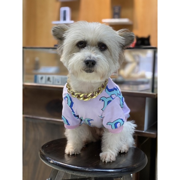 Áo Boston Tím cho thú cưng