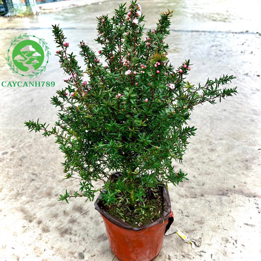 Cây nhất chi mai cao 50-60cm (ảnh thật).