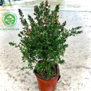 Cây nhất chi mai cao 50-60cm (ảnh thật).
