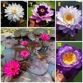 Củ hoa súng thái hoa chuẩn Tết (1củ)