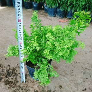 Cây Dương Xỉ Đuôi Tôm - cây cảnh để bàn