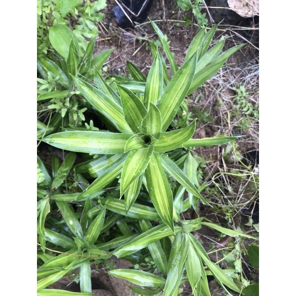 Trúc bách hợp cây cao 30-50cm