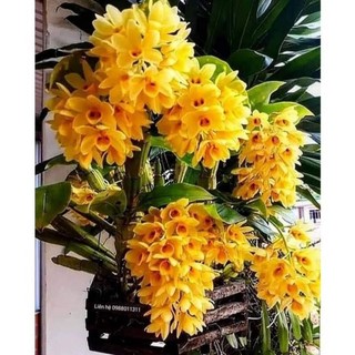 hoa lan kiều dẹt(1bo10than)