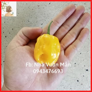 5 Hạt Ớt Habanero Yellow