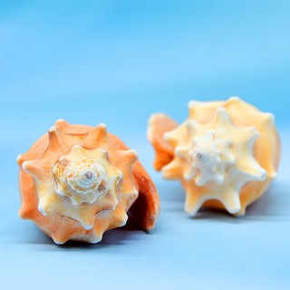 Vỏ ốc sên / ốc sên / chim phượng hoàng màu vàng tự nhiên dùng trang trí bể cá