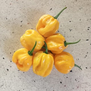 5 Hạt Ớt Habanero Yellow (Siêu Cay)