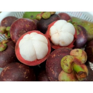 Cây giống măng cụt