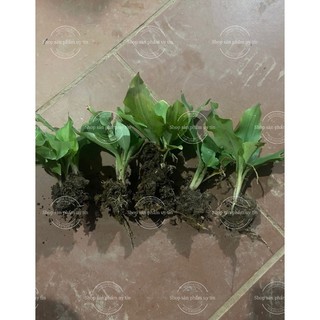 địa liền giống cổ (nguyên bản củ ngẫu nhiên) tặng hom dâu tằm