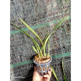 Lan epi tỏi vàng hoa thơm