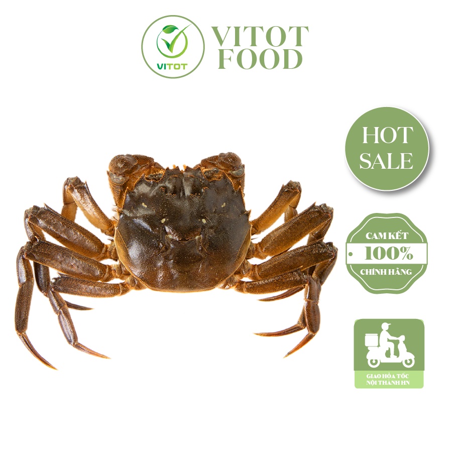 Cua Lông Thượng Hải VITOT Thịt Nhiều Gạch Ngon Đậm Đà
