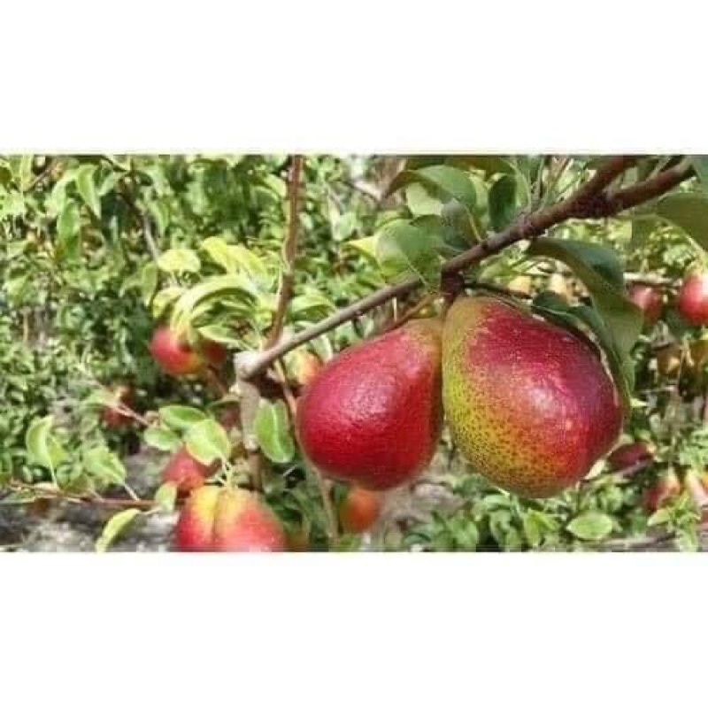 Cây giống Lê Nam Phi