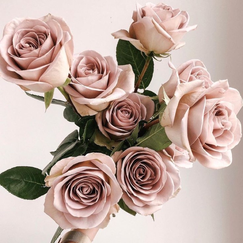 Hoa hồng Menta Rose - hồng bụi, lâu tàn