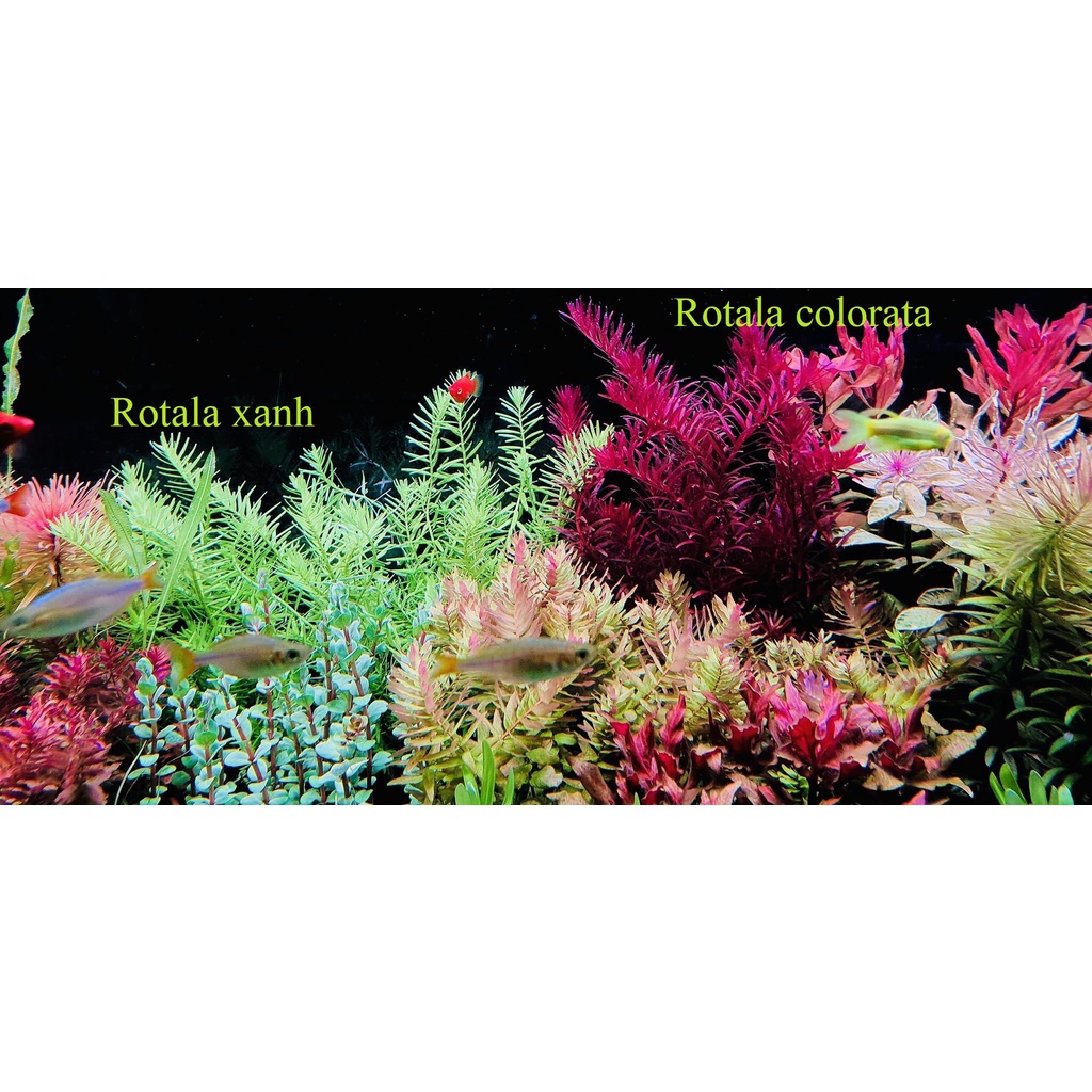VẢY ỐC ĐỎ ROTALA SUPER RED SIÊU ĐỎ - CÂY THỦY SINH HẬU CẢNH SIÊU ĐẸP