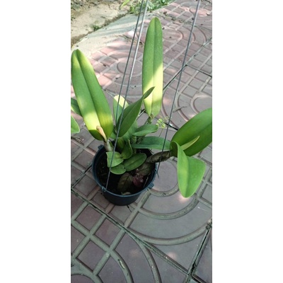 Hoa lan Cattleya mini cánh sáp - hoa màu cam