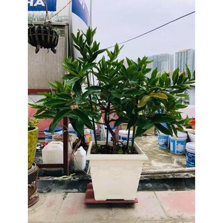Cây Giống mận Đường Thái Lùn