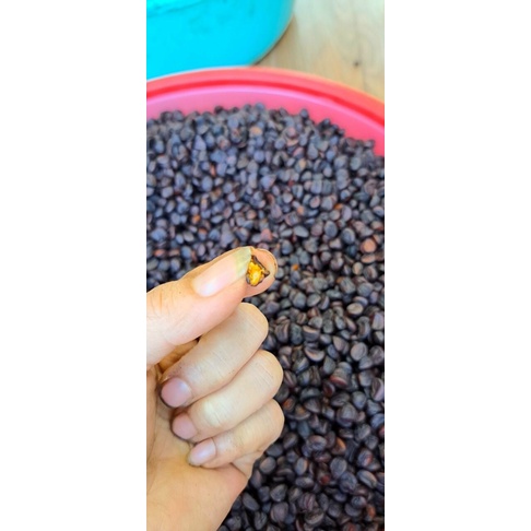 500g Mắc Khén Và Hạt Dổi Nếp Rang Xay Sẵn - Thơm Ngon