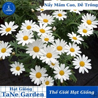 100h hạt giống hoa cúc họa mi marguerite 50cm - tane garden