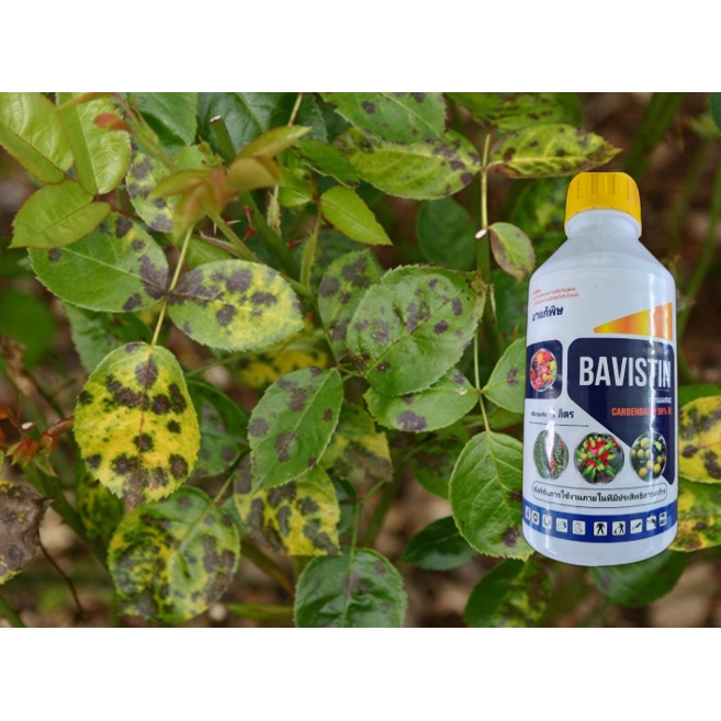Thuốc trừ bệnh hoạt chất mạnh hơn Carbendazim, Vicarben, Saipora 1 lít - Sầu Riêng, Thanh Long, Dưa Hấu, Cây Ăn Trái