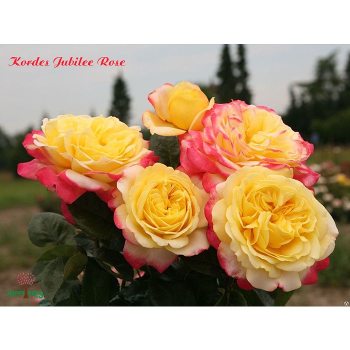 Hoa hồng leo ngoại Kordes’ Jubilee rose