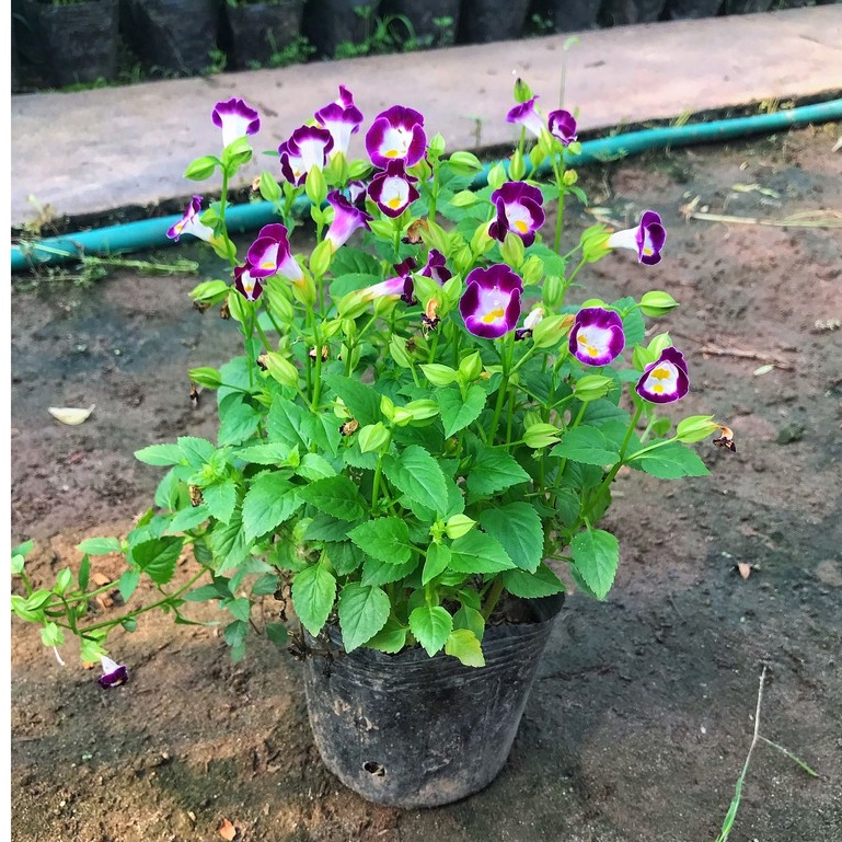 Cây hoa mắt nai - hoa mắt nai chiều cao 15cm, cây phát triển rất nhanh thích hợp trang trí bồn cây và công viên